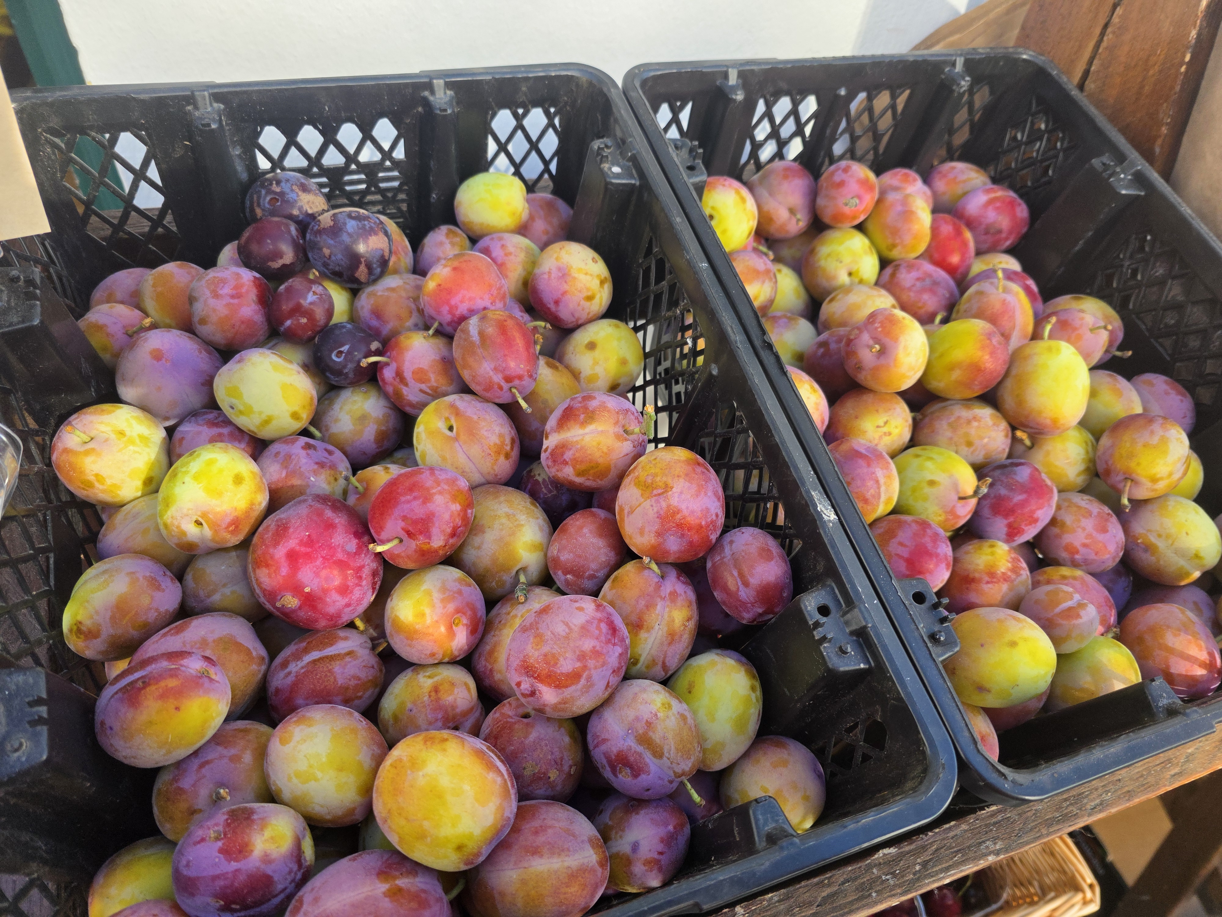 Crates of fresh Victoria plums at Roots & Vines farm shop, Tavistock